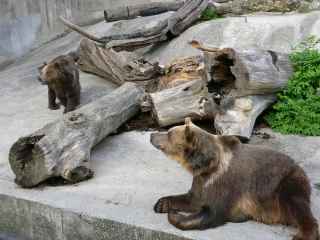 Medvede hned - "erbov" zvierat ZOO Bojnice...