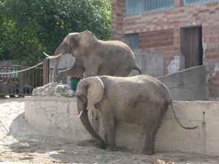 Slony africk - Maja a Guľa...